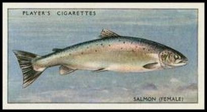 36 Salmon (female)